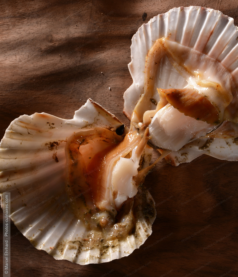 Coquille Saint Jacques ouverte crue - photo r&eacute;f&eacute;rence PO661.jpg