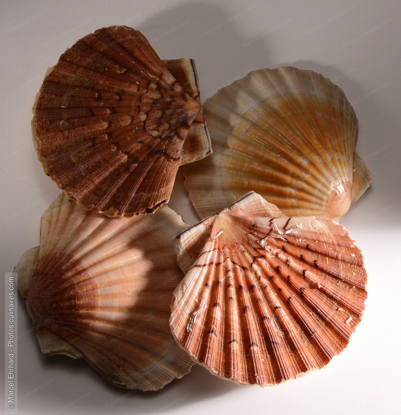 Coquilles Saint Jacques crues - photo r&eacute;f&eacute;rence PO659.jpg
