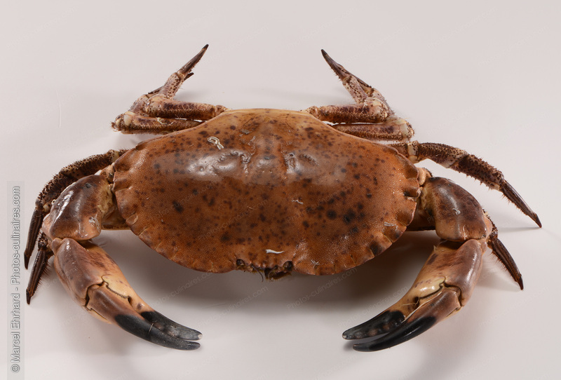 Crabe cru - photo r&eacute;f&eacute;rence PO667.jpg