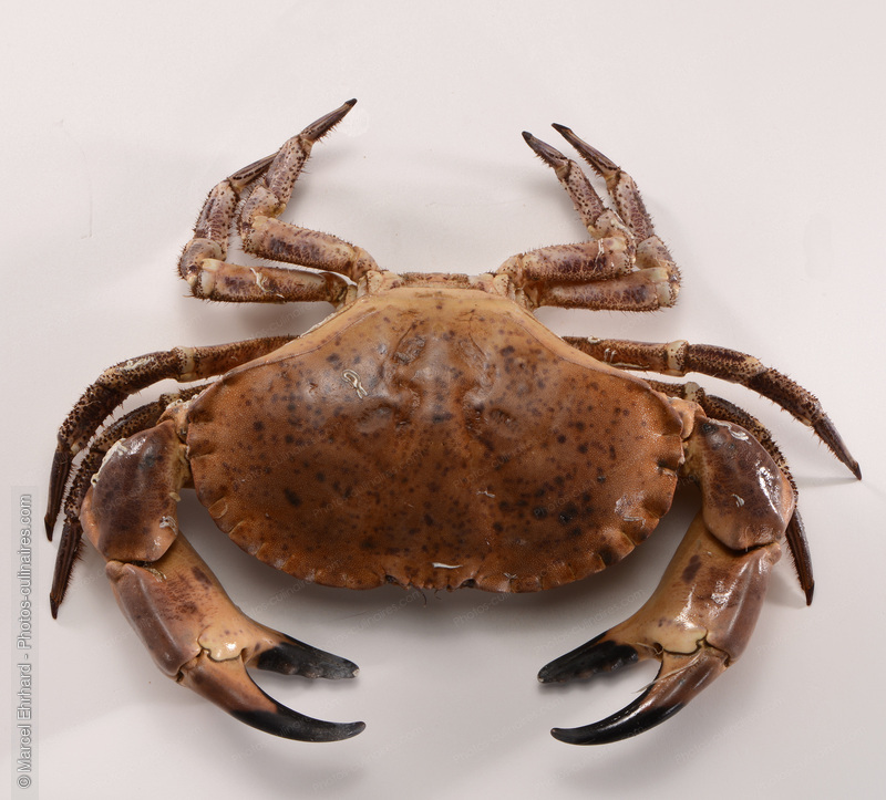 Crabe cru - photo r&eacute;f&eacute;rence PO668.jpg