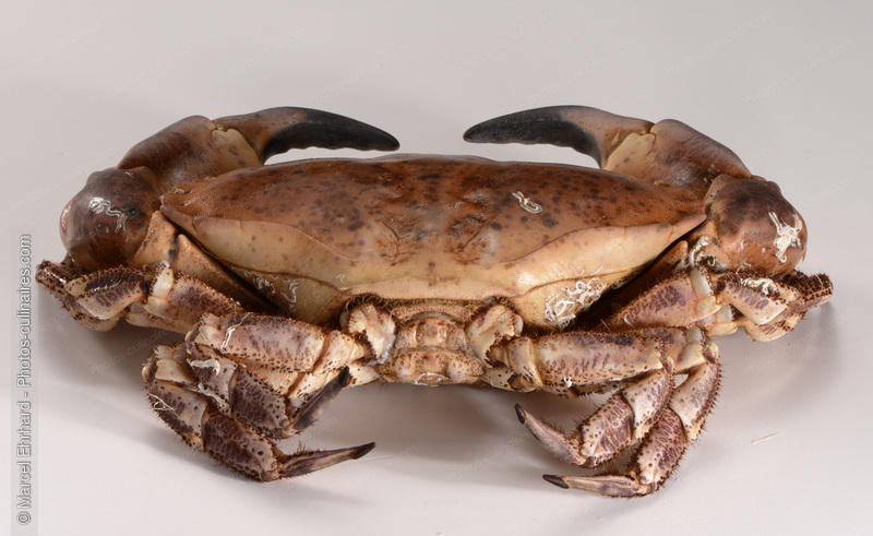 Crabe cru - photo r&eacute;f&eacute;rence PO669.jpg