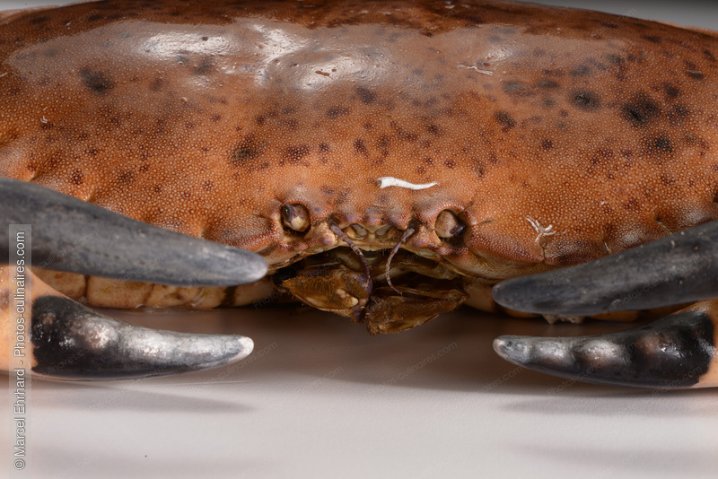 Crabe - photo r&eacute;f&eacute;rence PO701N.jpg