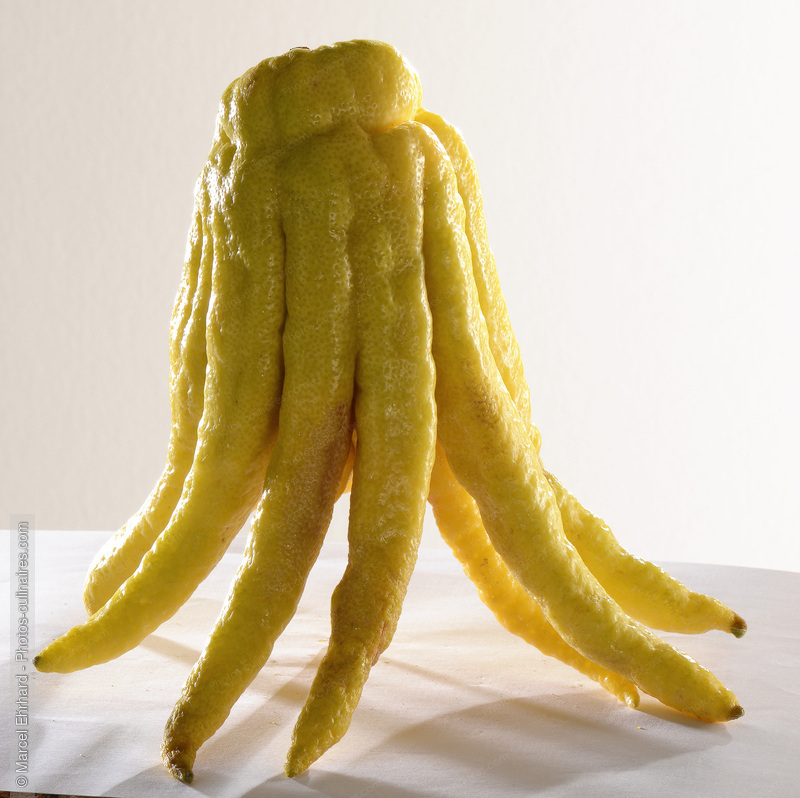 Doigts de bouddha - photo r&eacute;f&eacute;rence FRU368N.jpg