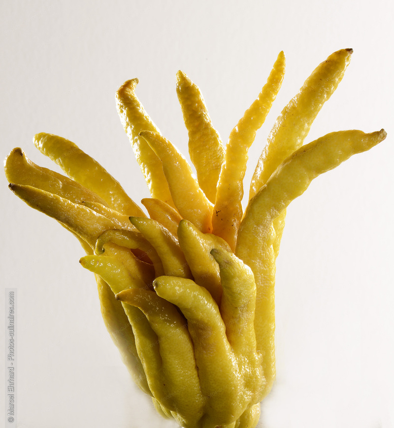Doigts de bouddha - photo r&eacute;f&eacute;rence FRU370N.jpg