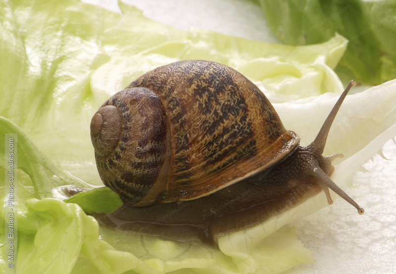 Escargot vivant - photo r&eacute;f&eacute;rence ES37N.jpg