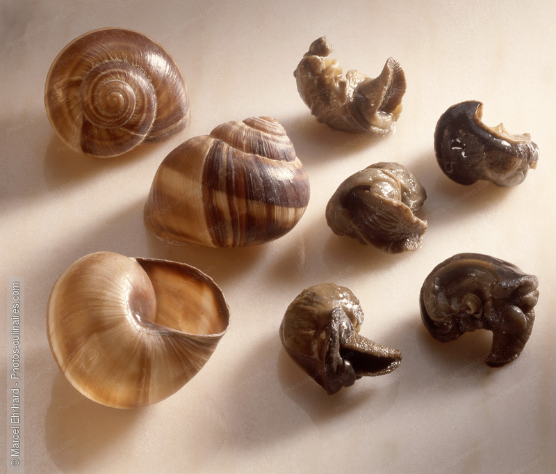 Escargots achatine chaire et coquille - photo r&eacute;f&eacute;rence ES6.jpg