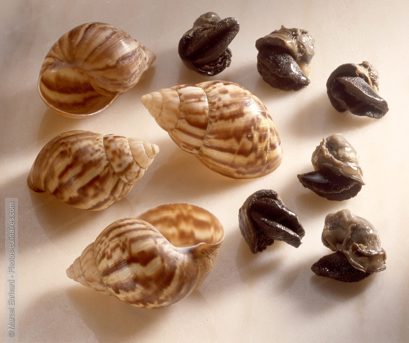Escargots achatine chaire et coquille - photo r&eacute;f&eacute;rence ES8.jpg