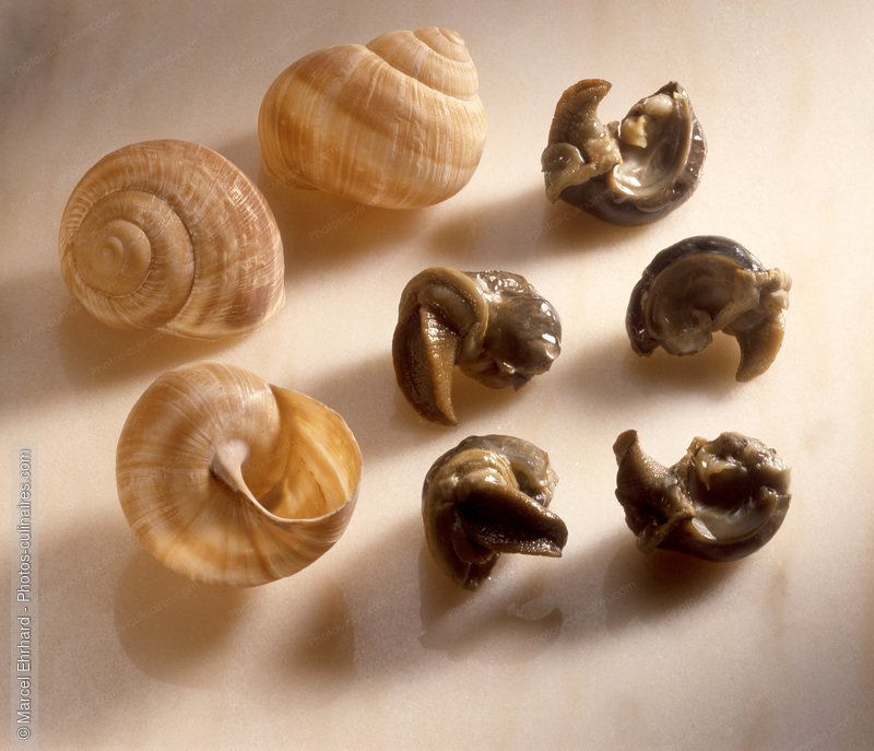 Escargots bourgogne chaire et coquille - photo r&eacute;f&eacute;rence ES10.jpg