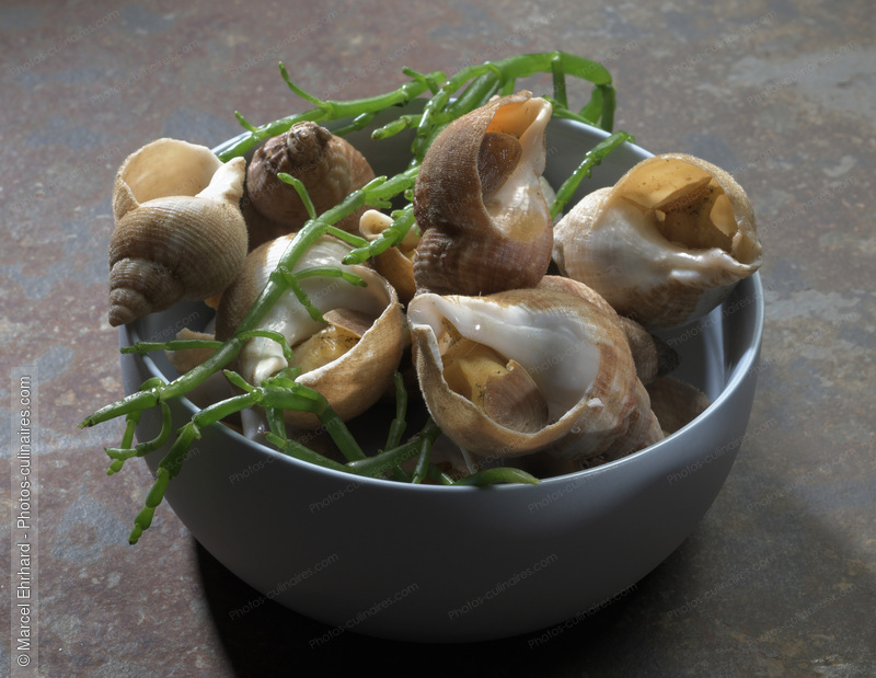 Escargots de mer - photo r&eacute;f&eacute;rence PC1161N.jpg