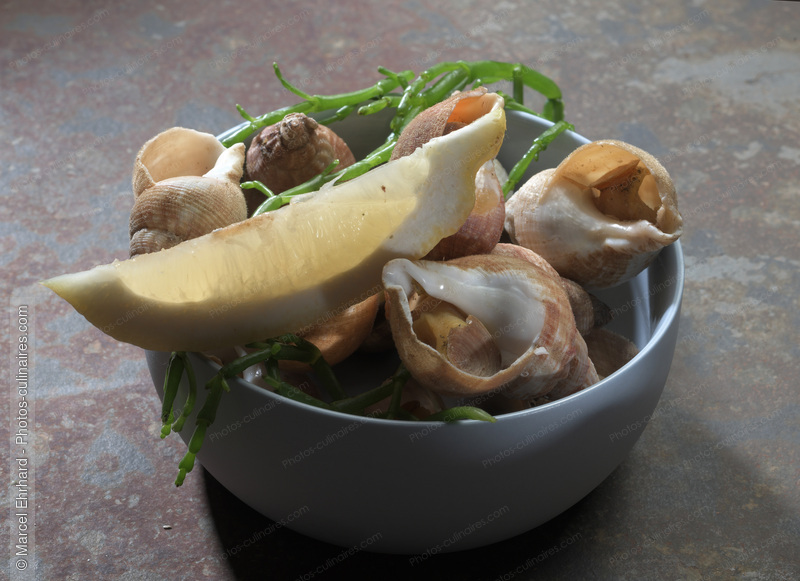Escargots de mer - photo r&eacute;f&eacute;rence PC1162N.jpg