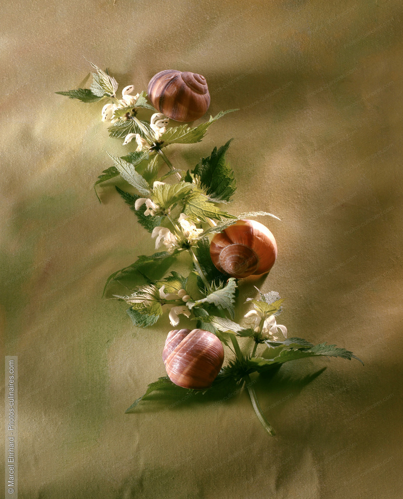 Escargots et ortie - photo r&eacute;f&eacute;rence ES15.jpg
