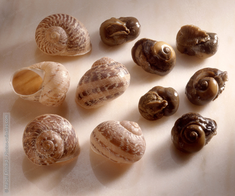 Escargots petits gris chaire et coquille - photo r&eacute;f&eacute;rence ES12.jpg