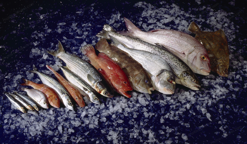 Etal de poissonnier - photo r&eacute;f&eacute;rence PO404.jpg