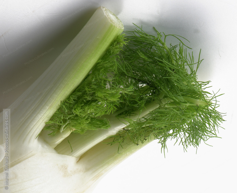 Fenouil - photo r&eacute;f&eacute;rence LE615.jpg