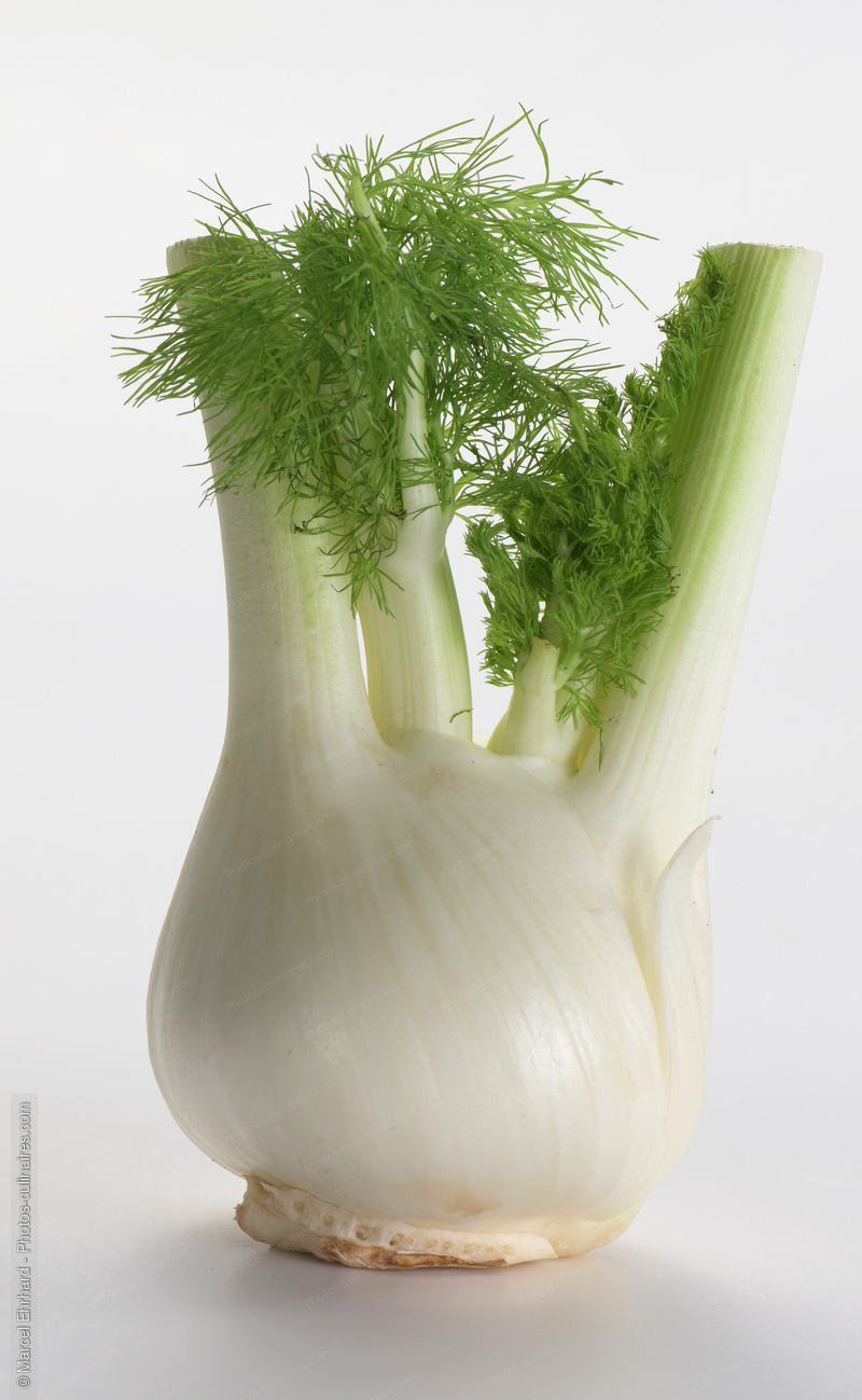 fenouil - photo r&eacute;f&eacute;rence LE616.jpg