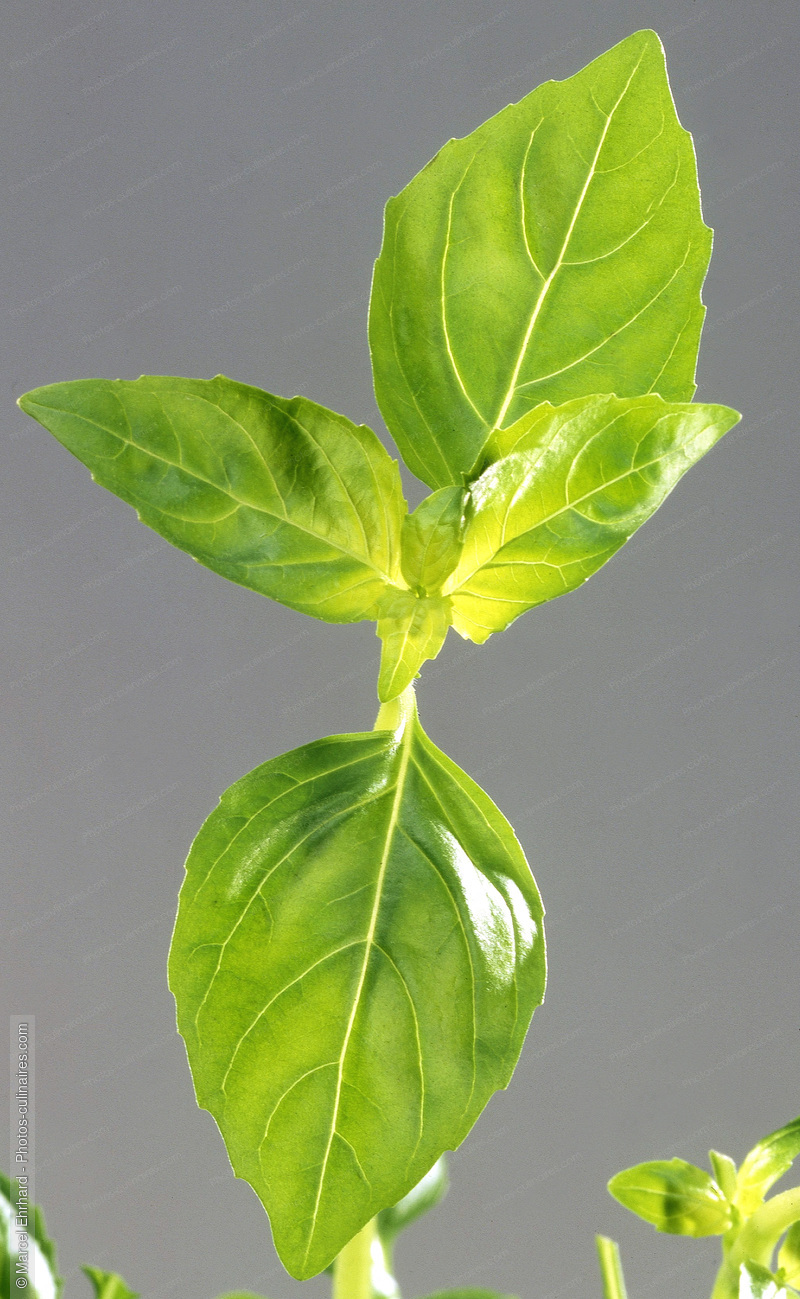 Feuille de basilic frais - photo r&eacute;f&eacute;rence LE514.jpg