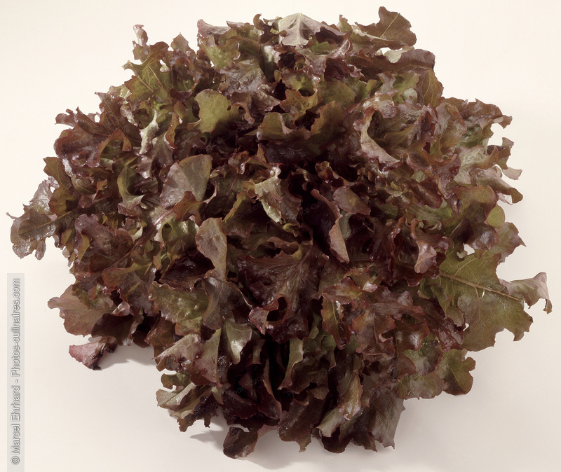Feuille de ch&ecirc;ne - photo r&eacute;f&eacute;rence LE45.jpg