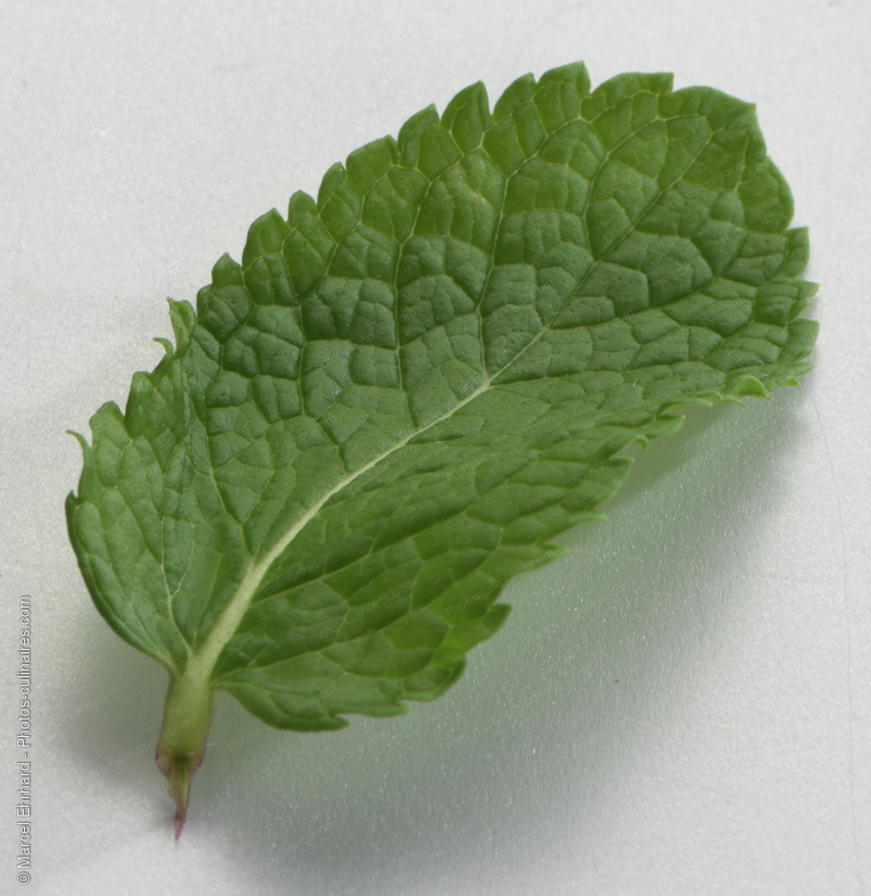 Feuille de menthe - photo r&eacute;f&eacute;rence LE630N.jpg