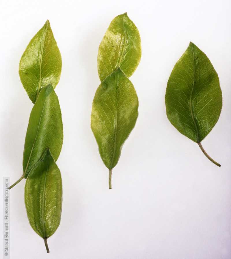 Feuille de poire - photo r&eacute;f&eacute;rence FRU280.jpg