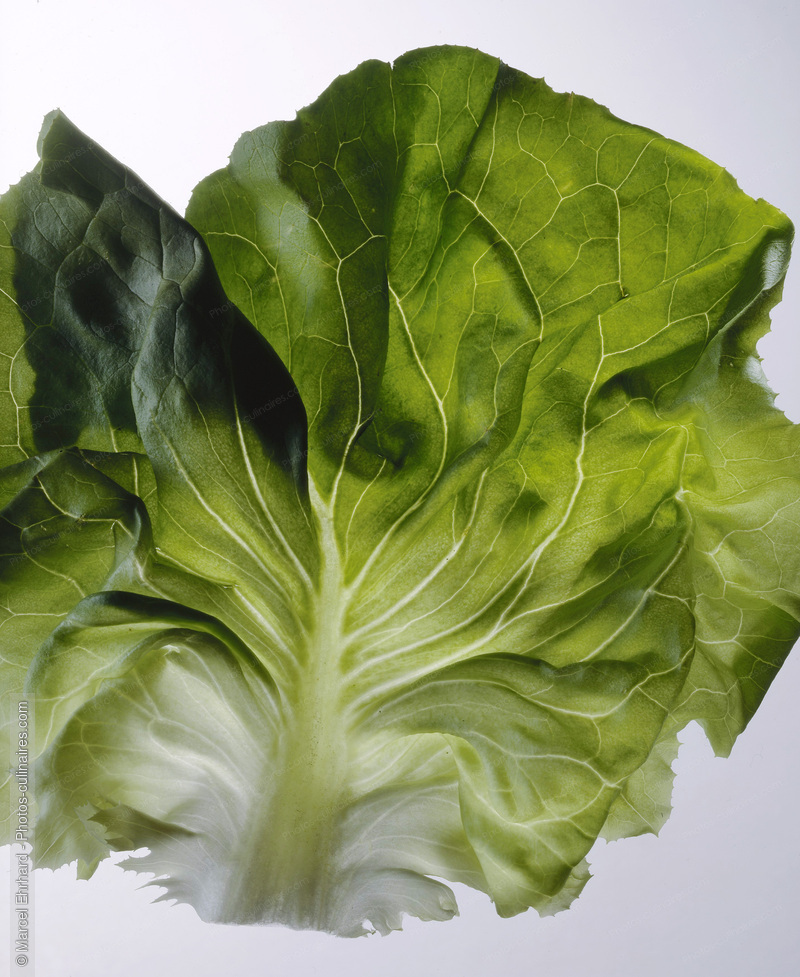Feuille de salade - photo r&eacute;f&eacute;rence LE316.jpg