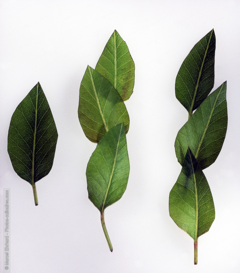 Feuilles d'abricot - photo r&eacute;f&eacute;rence FRU276.jpg