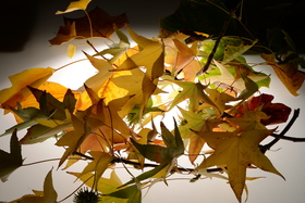 Feuilles d'arbres