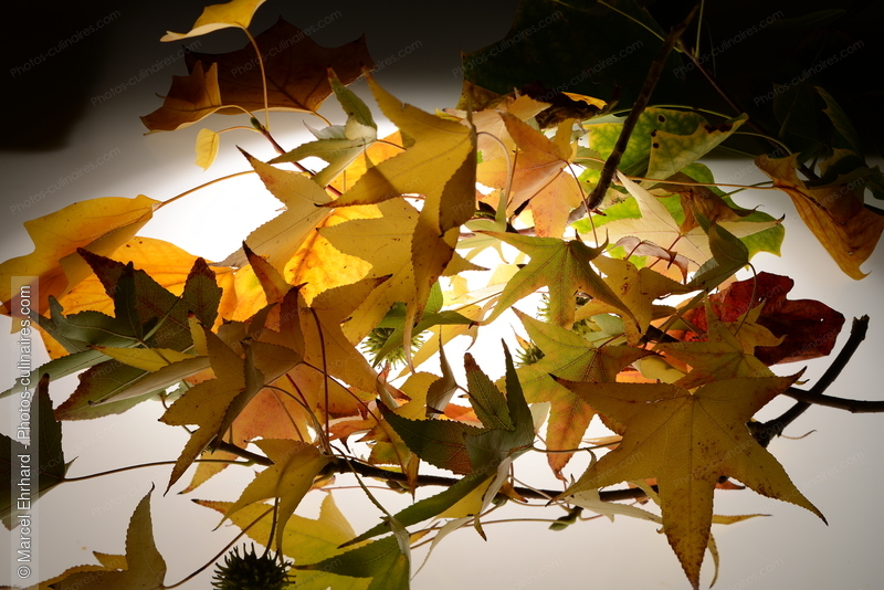 Feuilles d'arbres - photo r&eacute;f&eacute;rence NM147N.jpg