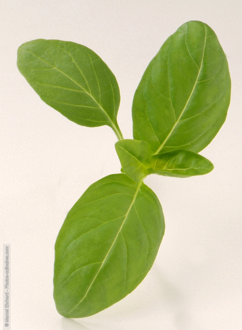 Feuilles de basilic - photo r&eacute;f&eacute;rence LE190N.jpg