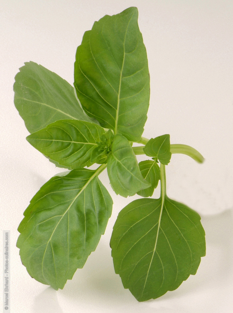Feuilles de basilic - photo r&eacute;f&eacute;rence LE192N.jpg