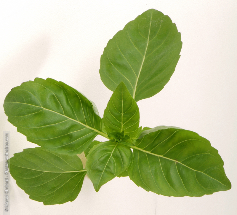 Feuilles de basilic - photo r&eacute;f&eacute;rence LE628N.jpg