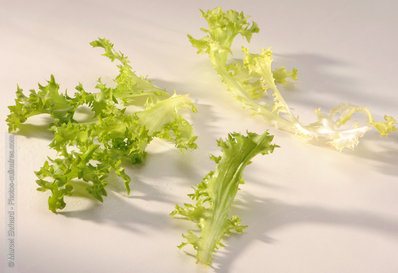 Feuilles de fris&eacute;e - photo r&eacute;f&eacute;rence LE293N.jpg