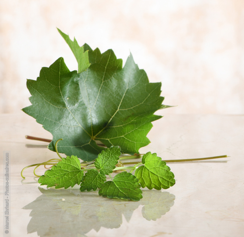 Feuilles de vigne - photo r&eacute;f&eacute;rence LE624N.jpg