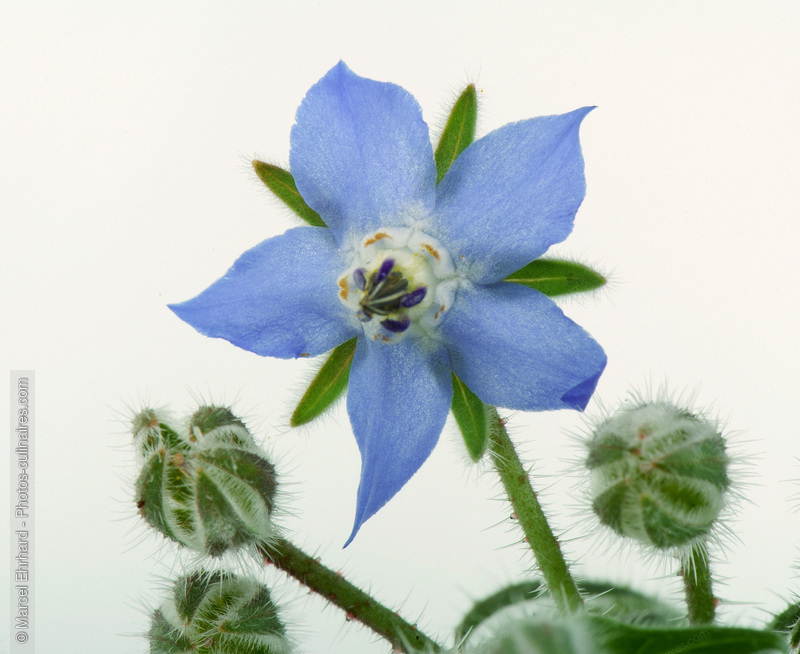 Fleur de bourrache - photo r&eacute;f&eacute;rence LE172N.jpg