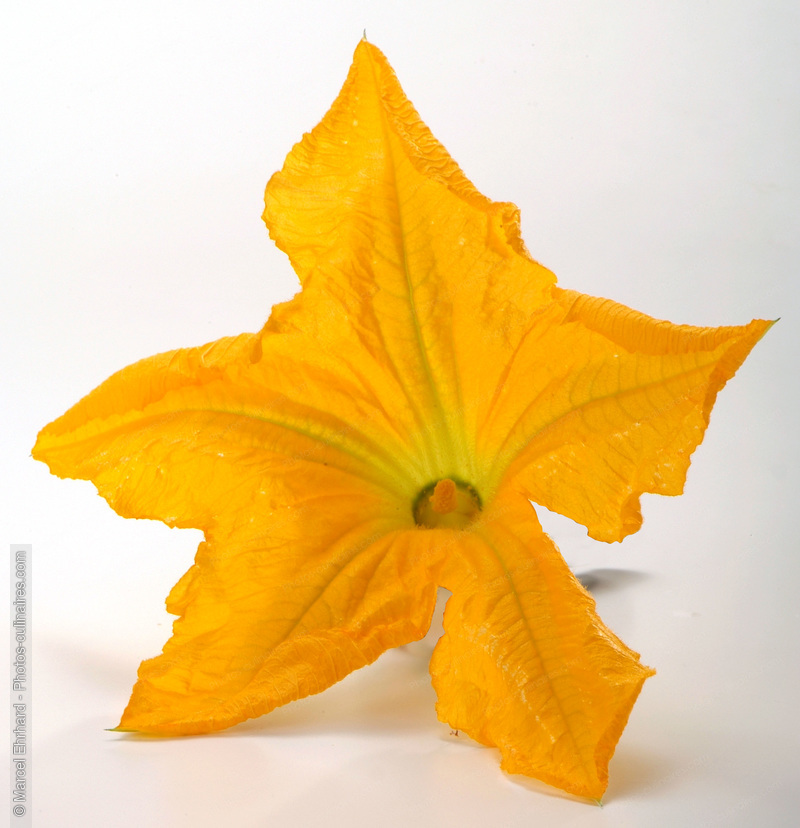 Fleur de courgette ouverte - photo référence EP42N.jpg