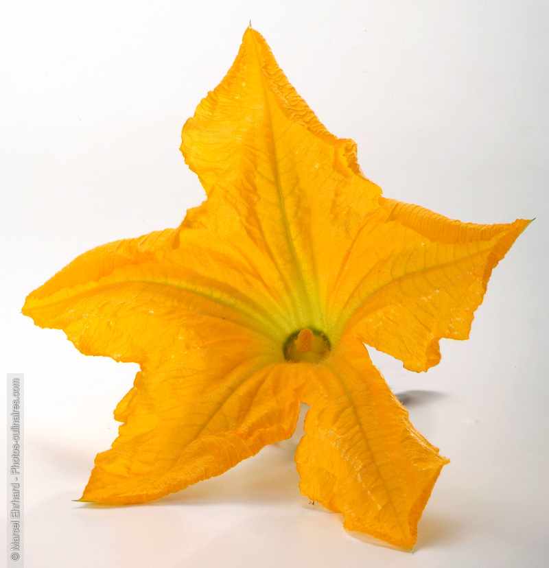 Fleur de courgette ouverte - photo r&eacute;f&eacute;rence EP42N.jpg