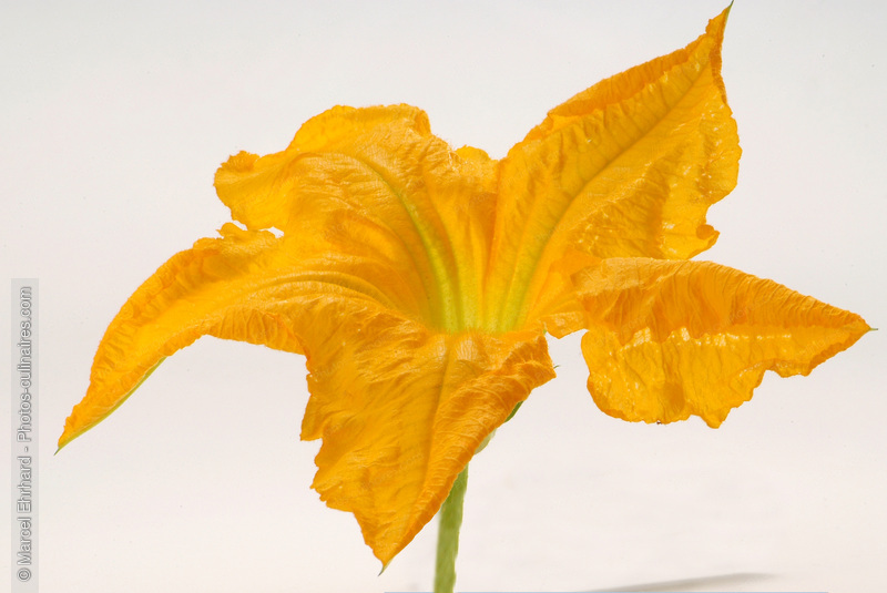 Fleur de courgette ouverte - photo r&eacute;f&eacute;rence EP43N.jpg