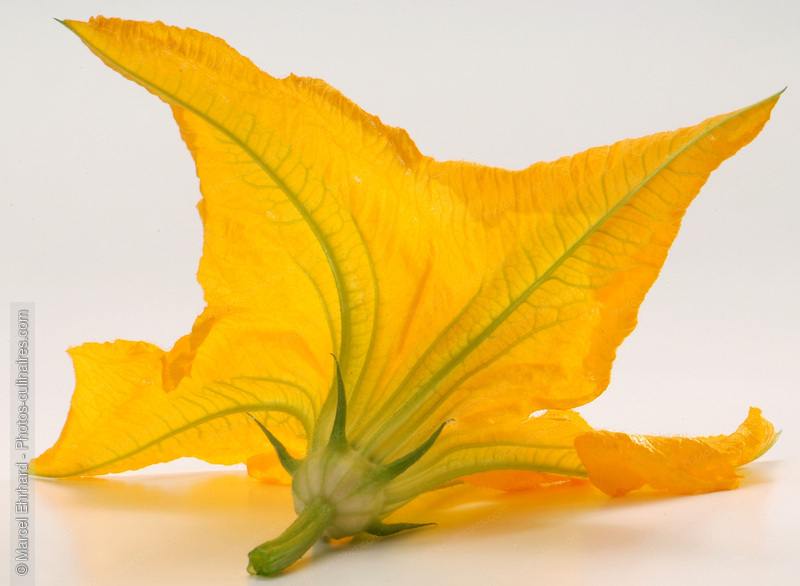 Fleur de courgette ouverte - photo r&eacute;f&eacute;rence LE156N.jpg
