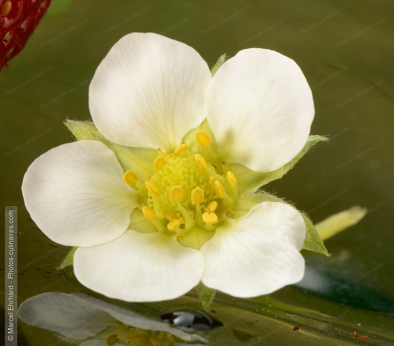 Fleur de fraisier - photo r&eacute;f&eacute;rence LE652N.jpg