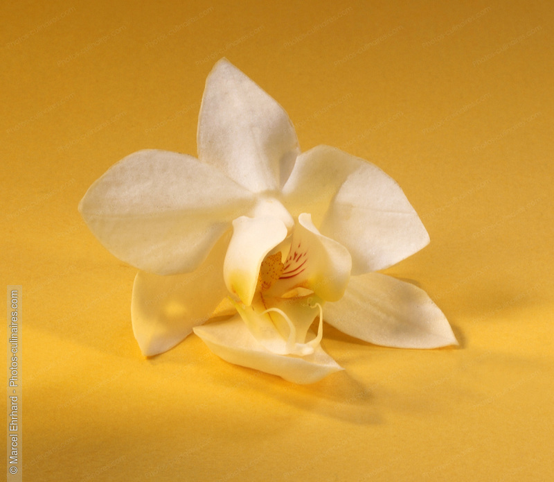 Fleur de vanille - photo référence EP82.jpg