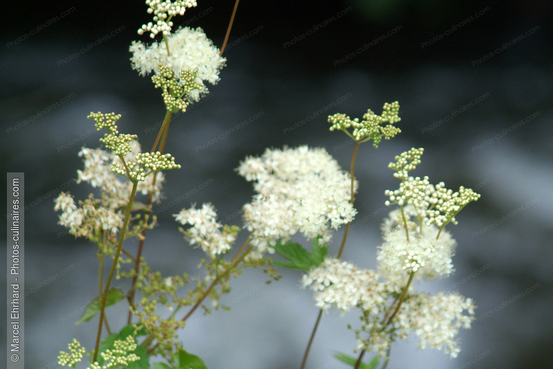 Fleurs blanches - photo r&eacute;f&eacute;rence LE279N.jpg
