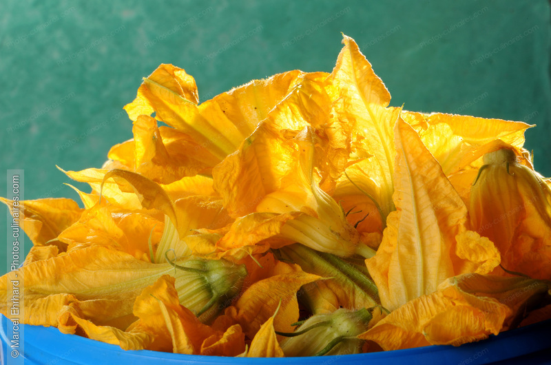 Fleurs de courgettes - photo r&eacute;f&eacute;rence LE261N.jpg