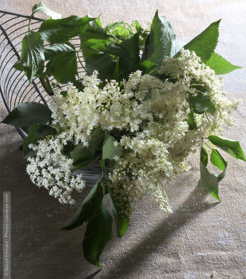 Fleurs de sureau fra&icirc;che - photo r&eacute;f&eacute;rence LE629N.jpg