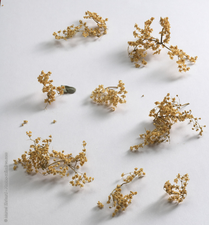 Fleurs de sureau s&eacute;ch&eacute;s - photo r&eacute;f&eacute;rence EP121N.jpg