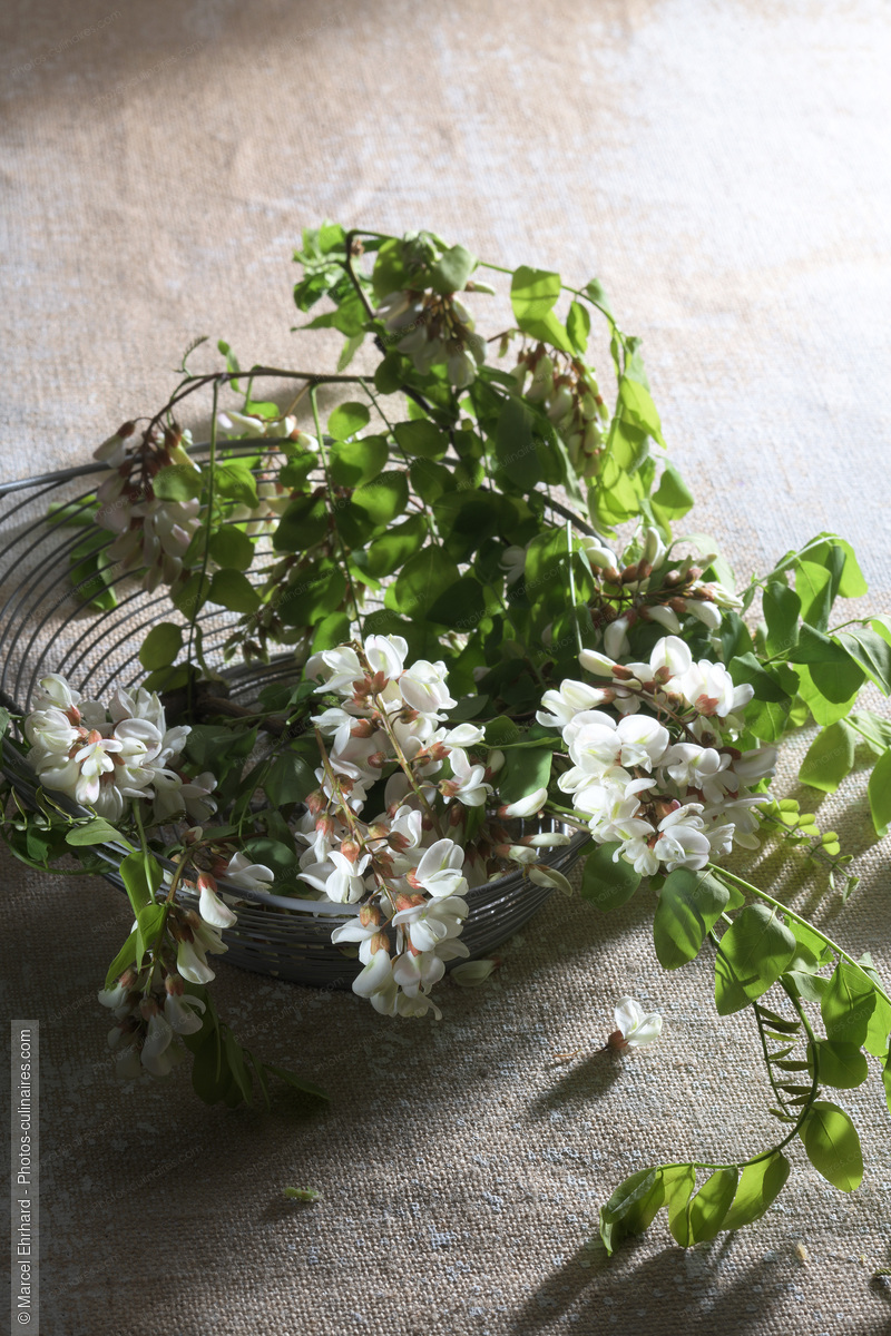 Fleurs de sureau - photo r&eacute;f&eacute;rence LE631N.jpg