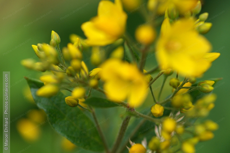 Fleurs jaunes - photo r&eacute;f&eacute;rence LE276N.jpg