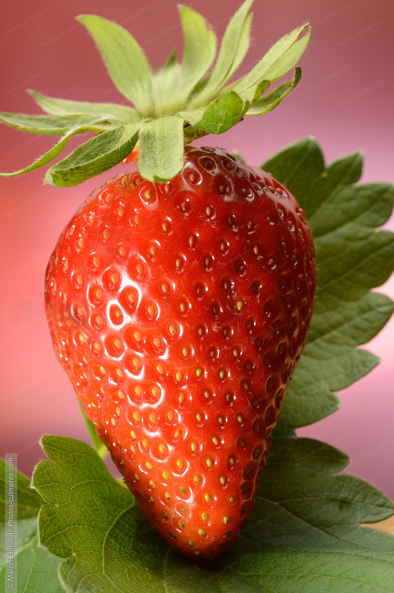Fraise - photo r&eacute;f&eacute;rence FRU380N.jpg
