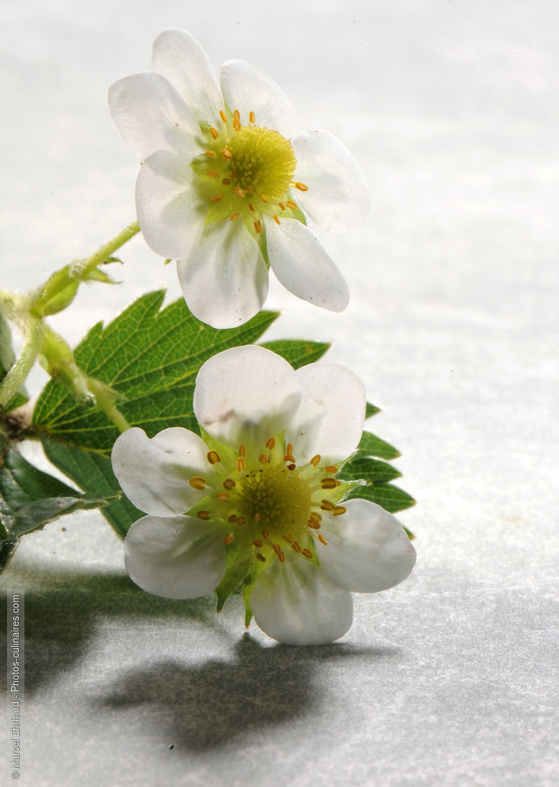 Fraisier - photo r&eacute;f&eacute;rence AT68N.jpg