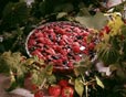 Fruits en gelée, Rote grutze