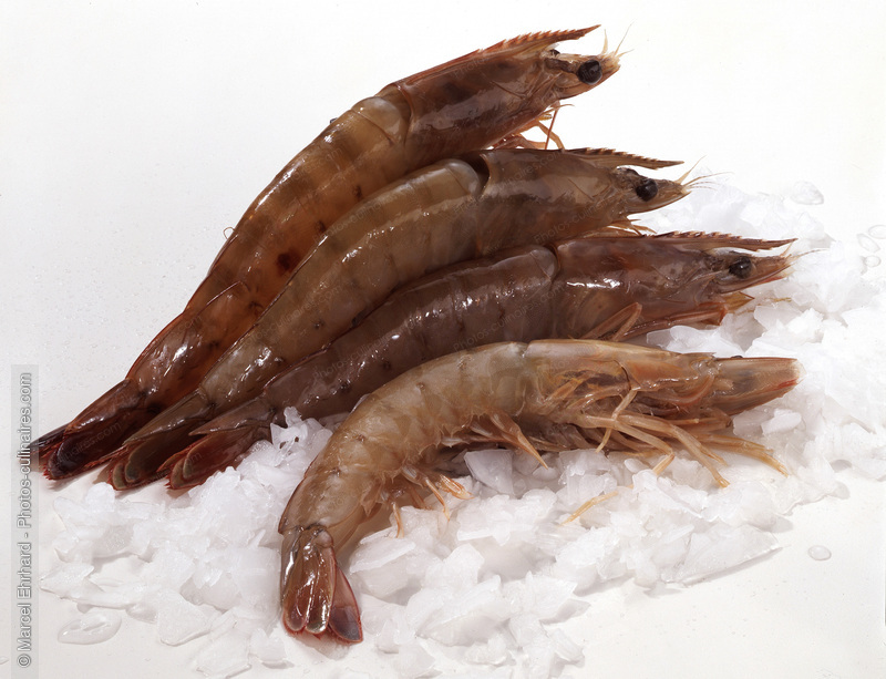 Gambas - photo r&eacute;f&eacute;rence PO64.jpg