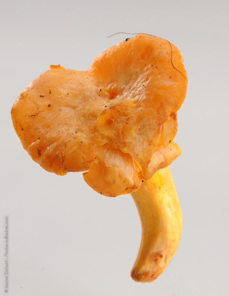 Girolle - photo r&eacute;f&eacute;rence LE363N.jpg